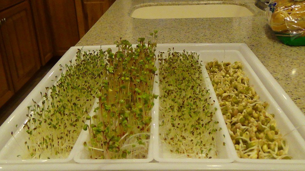 Finished Sprouts