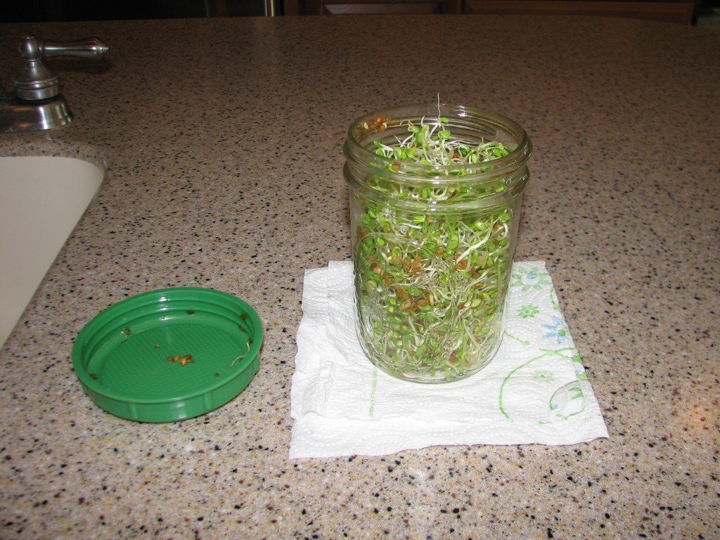 Finished Sprouts