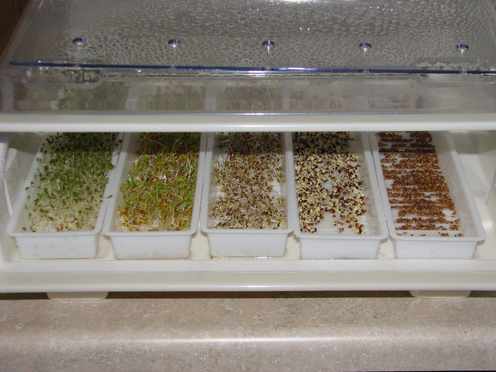 EasyGreen Sprouter with five trays
