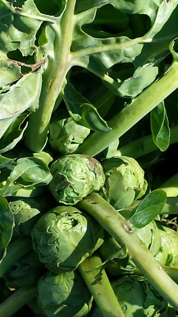 Brussel Sprouts in the Garden