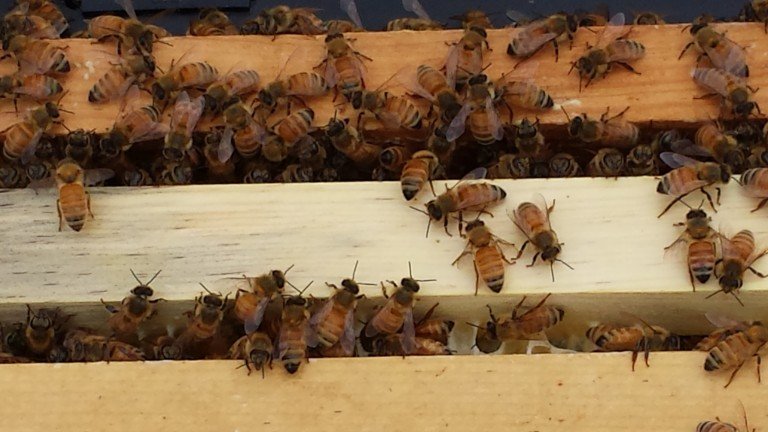 New Bees