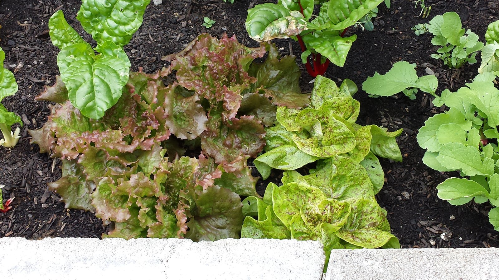 How to Grow Vegetables at Home: What a Small Flower Bed Actually Produced