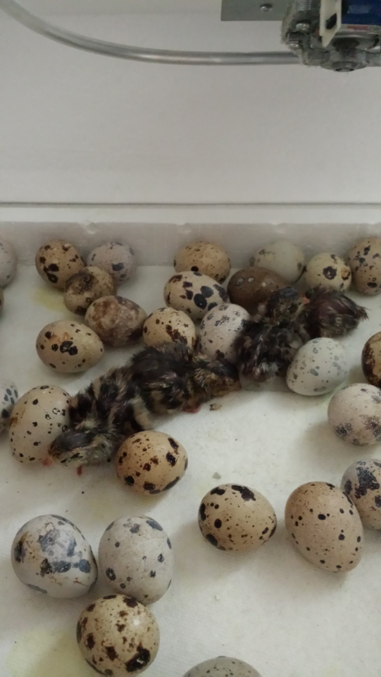 Raising Quail Without Land: Eggs and Meat From a Garage or Spare Room