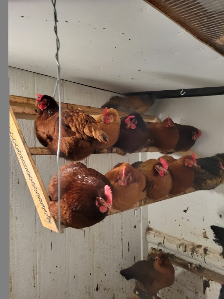 Would You Like Free Chickens and Free Eggs?